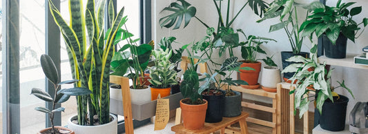 Cómo hacer un mueble para tus plantas